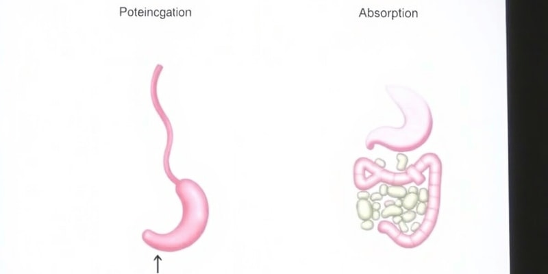 2 Carbohydrate and Protein Digestion Quiz