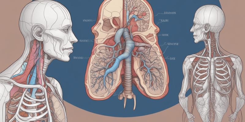 Human Anatomy: Upper Respiratory Tract