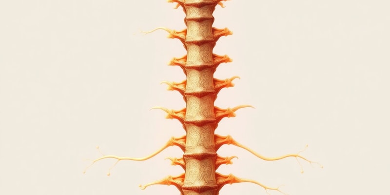 Spinal Nerve Roots and Radiculopathy Overview