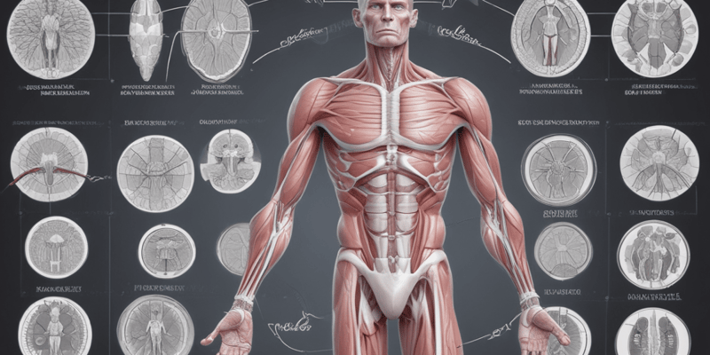 Función y estructura del músculo liso