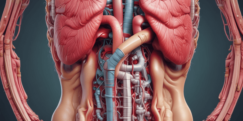 Digestive System: Overview and GI Tract Layers Quiz