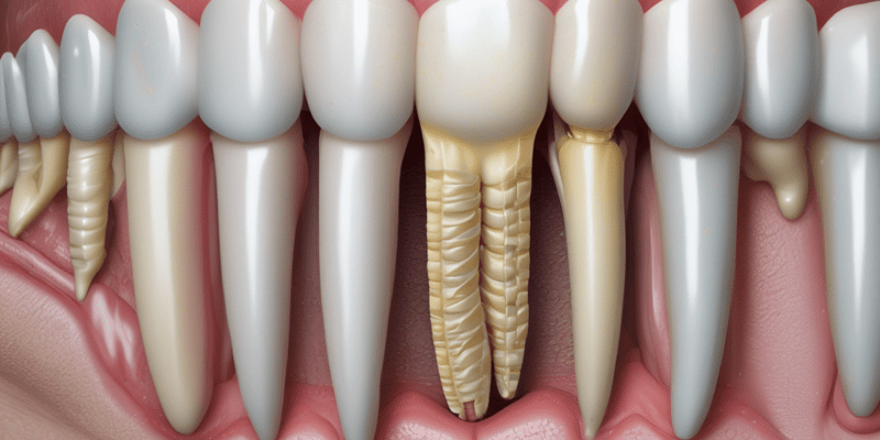 Periodontal Ligament Structure and Function