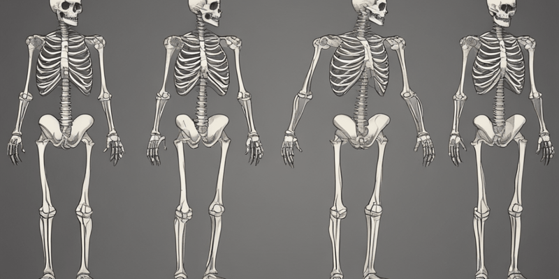 Upper Limb Bones Overview
