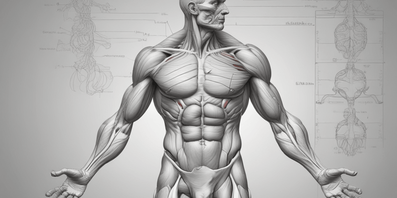 Muscle Anatomy and Physiology