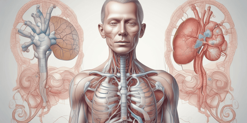 The Respiratory System Quiz