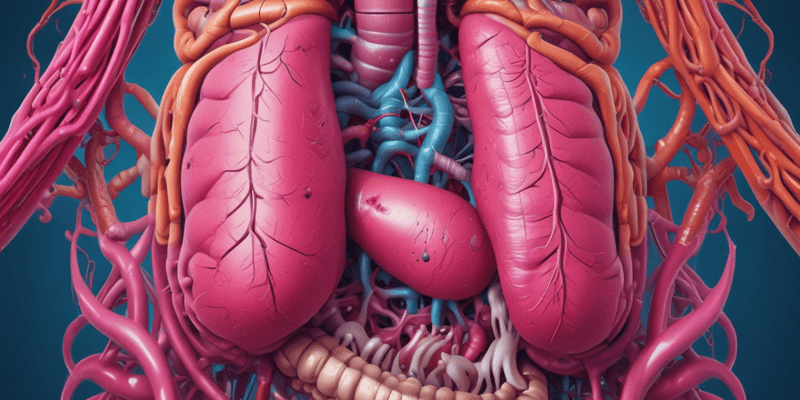 Digestive System Organs Overview