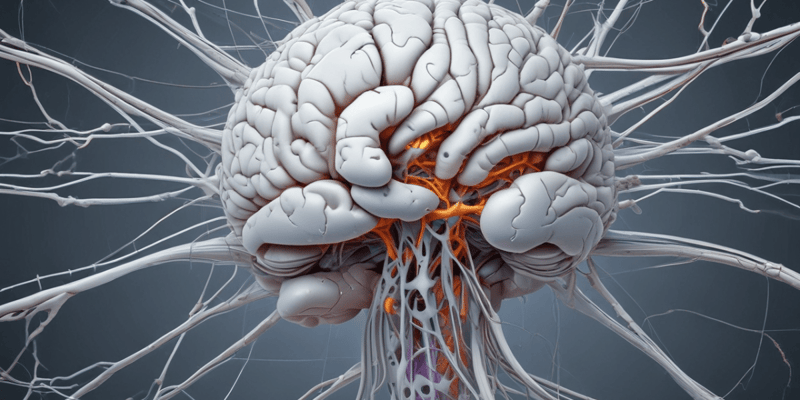 Neuroanatomy: White Matter and Grey Matter Quiz