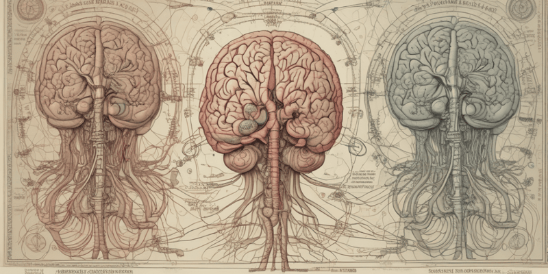 Central Nervous System Overview