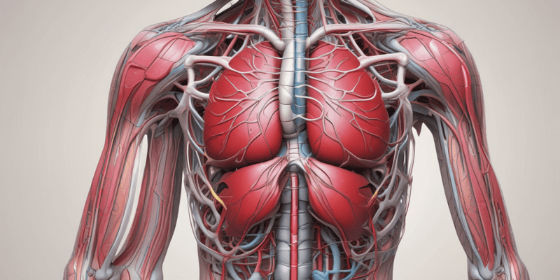 Ninja Nerd - Circulatory System | Arteries of the Thorax & Abdomen | Torso Anatomy Model
