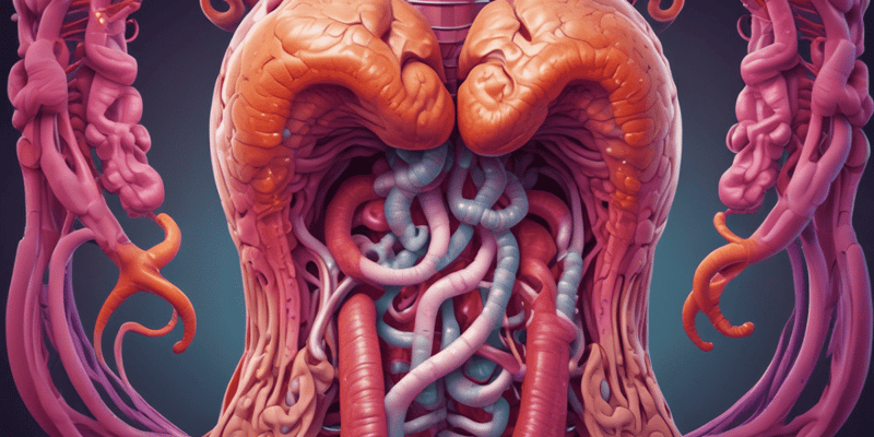 Anatomy of Duodenum and Small Intestine
