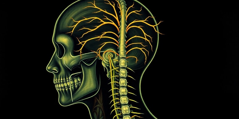 Cranial and Spinal Nerves Overview