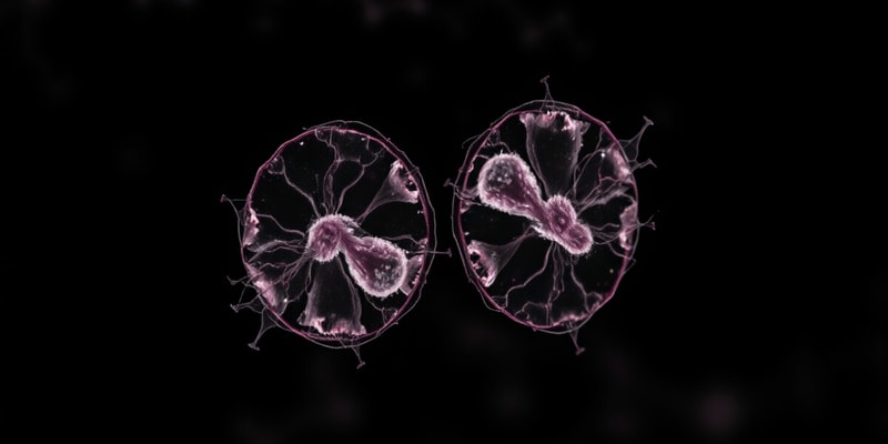 Mitosis vs Meiosis: Key Differences