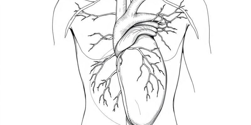 Histologie cardiovasculaire et lymphatique