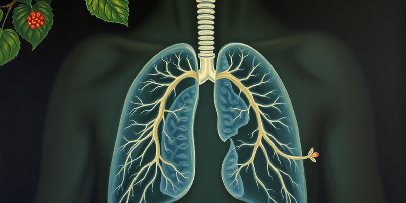 The Respiratory System Overview