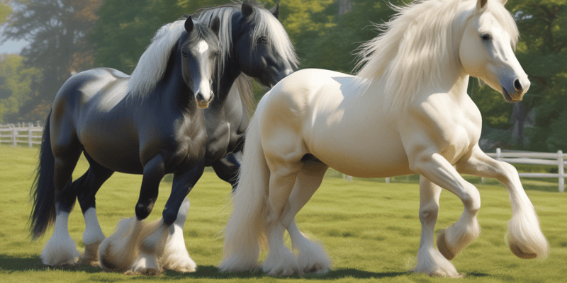 GHRA Breed Standard for Gypsy Cob Horses