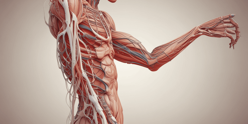 Ninja Nerd - Circulatory System | Arteries & Veins of the Upper Limb | Vascular Arm Model
