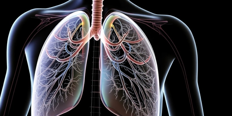 Overview of the Respiratory System