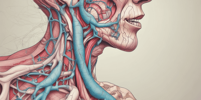 Respiratory Anatomy 1.4