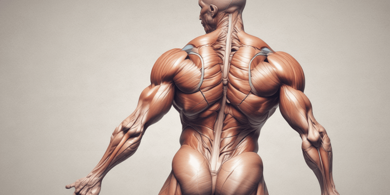 Anatomia umana: movimenti articolari e muscoli