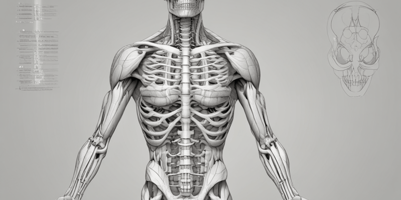 Muscular System 1.2