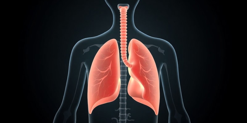 Respiratory System