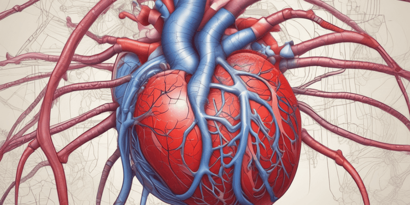 Anatomy of the Heart: Endocardium and Myocardium