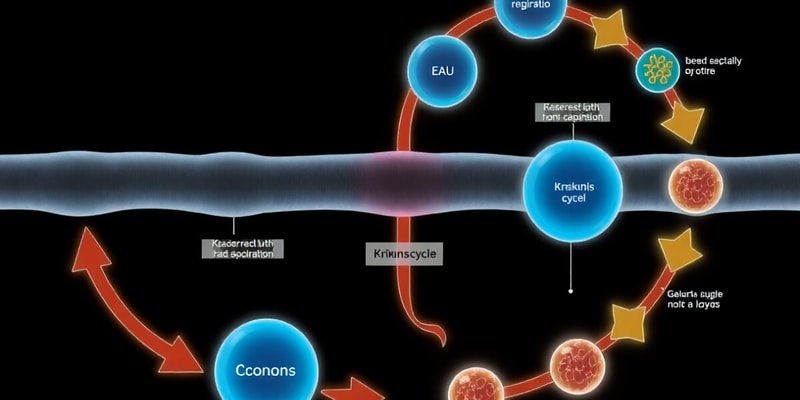 Cellular Respiration Overview