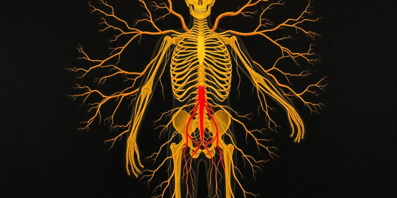 Autonomic Nervous System Overview