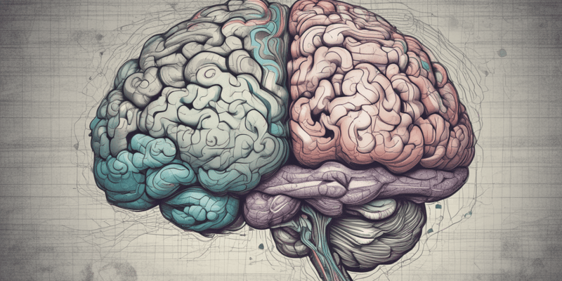 Brain Functions and Hemispheres Quiz