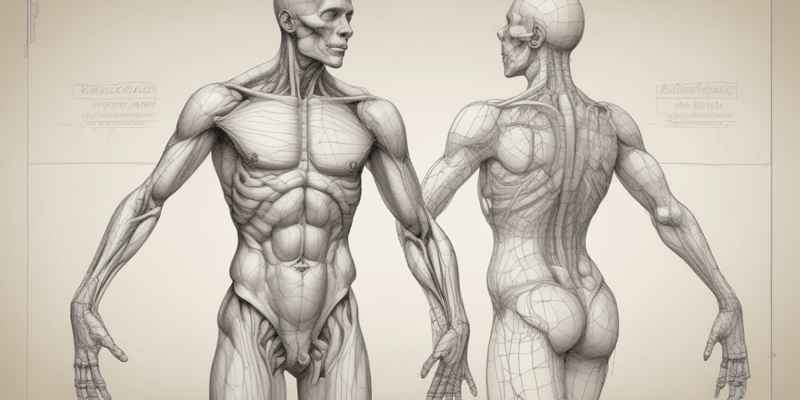 Terminologia anatomica: piani anatomici