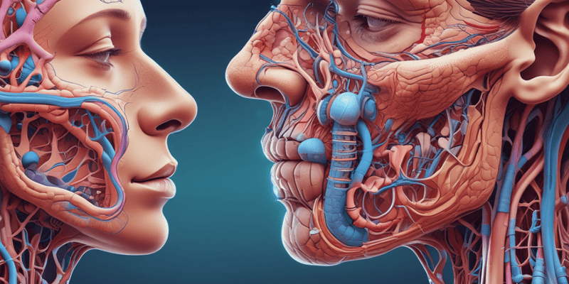 Respiratory System Anatomy: Nose Function and Structure