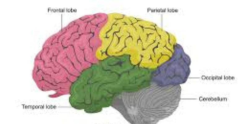 lab 2 - the brain