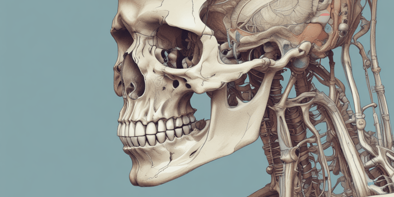 Types of Bones in the Human Body