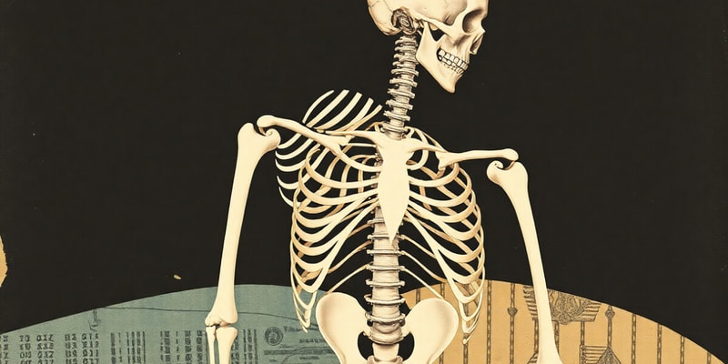 Functions and Composition of Bones