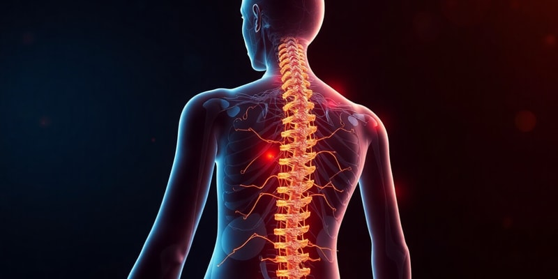 Faisceaux Vestibulospinal et Colliculospinal