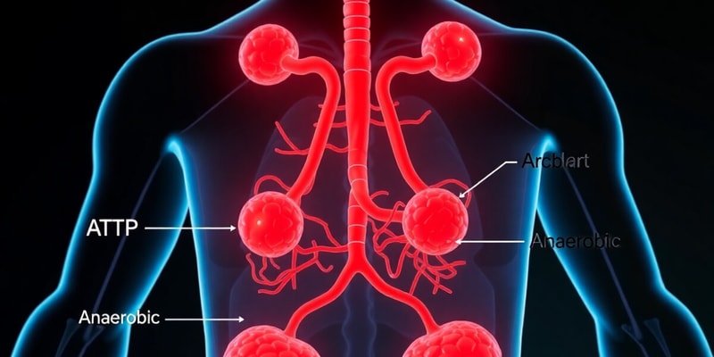 ATP Generation in Human Cells