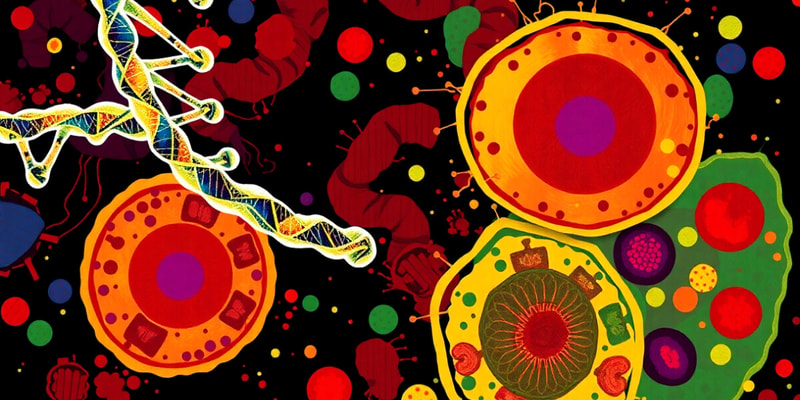 Human Cell DNA Structure and Length