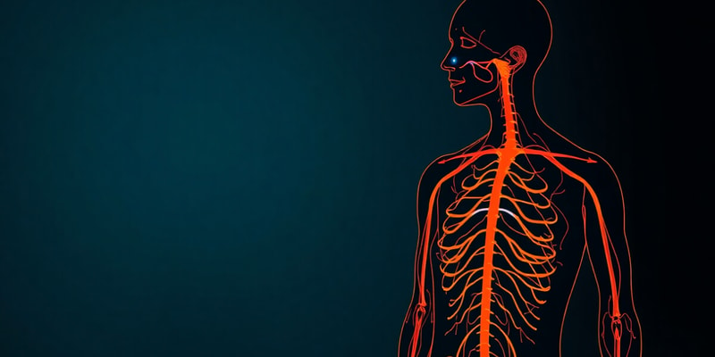 Autonomic Nervous System Overview