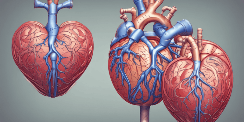 Heart Valves and Chambers