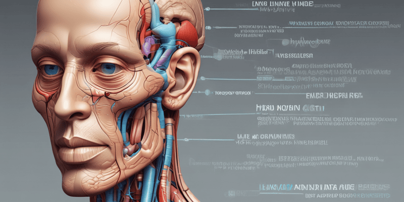 Anatomy of the Dura Mater Layers