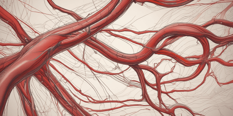 Blood Circulation: Arteries and Veins