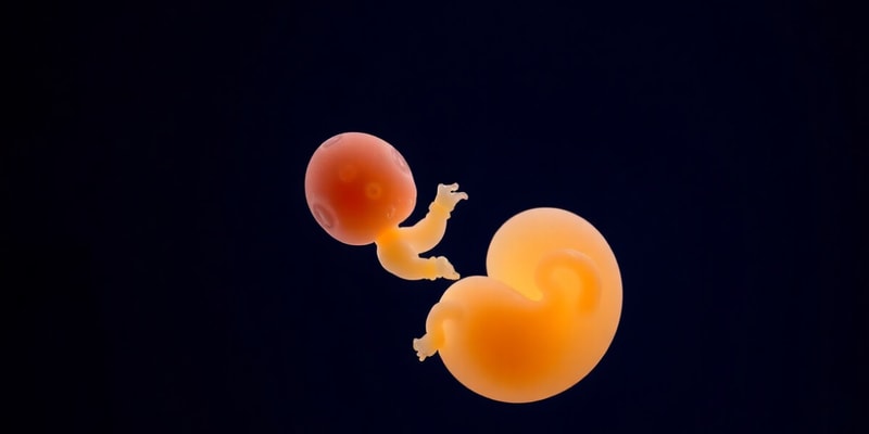 Embryology 2nd and 3rd Week Development