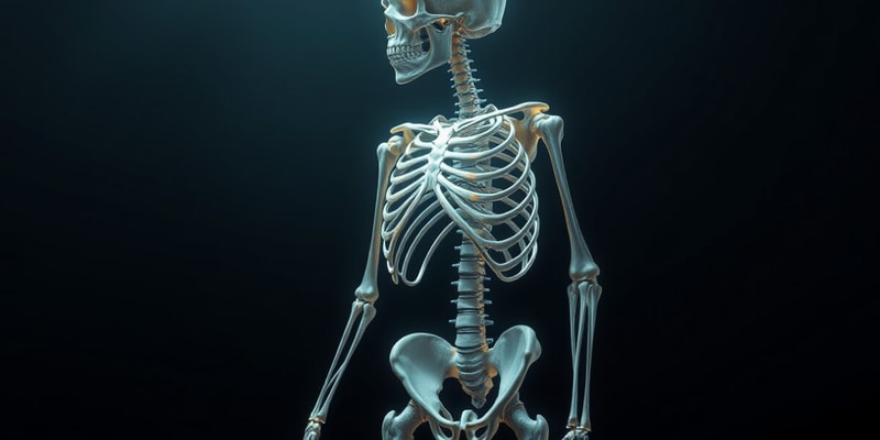 Skeletal System Composition Quiz