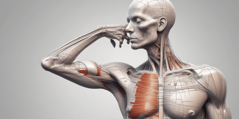 Músculo Genihioideo: Anatomía y Función