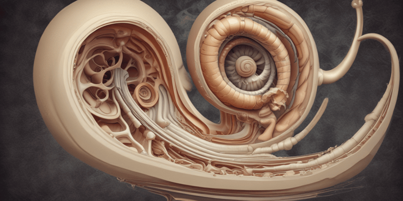 Anatomy: The Cochlea