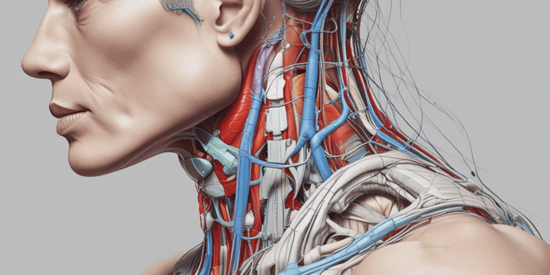 Neck Muscles Anatomy Quiz