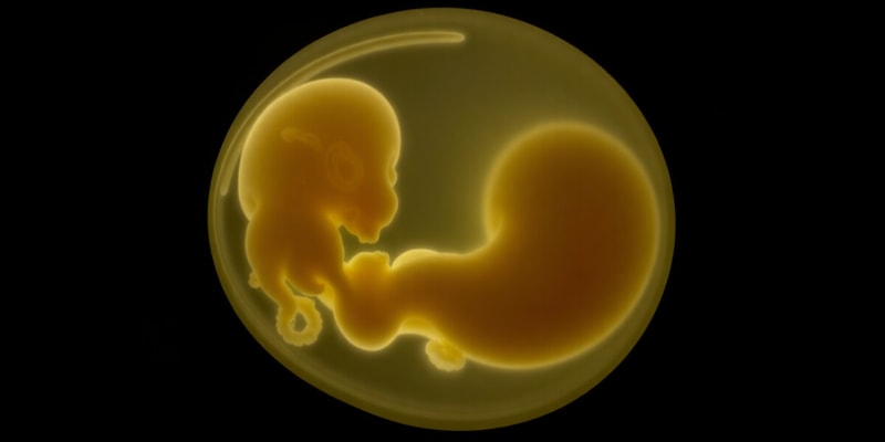 Embryology Chapter: Bilaminar Disc and Yolk Sac