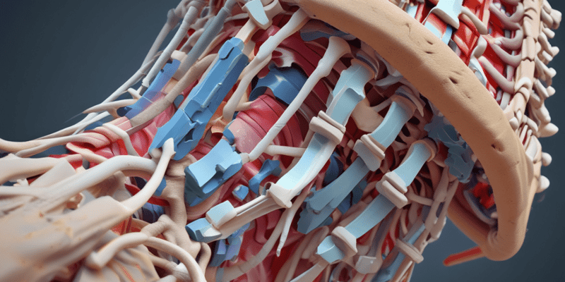 Spinal Shear Forces and Movements Quiz