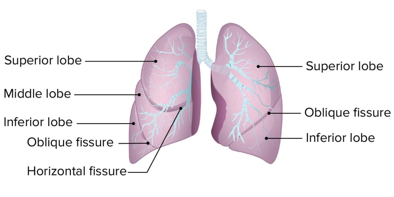 Chapter 23- Respiratory System