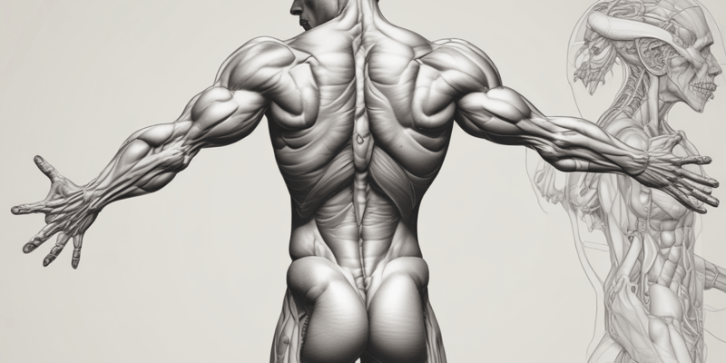 Músculos del torso y la cola